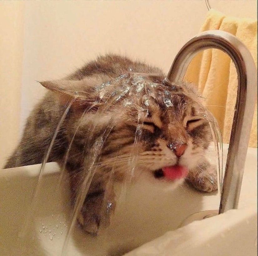 22 photos where the level of mimicry is off the scale