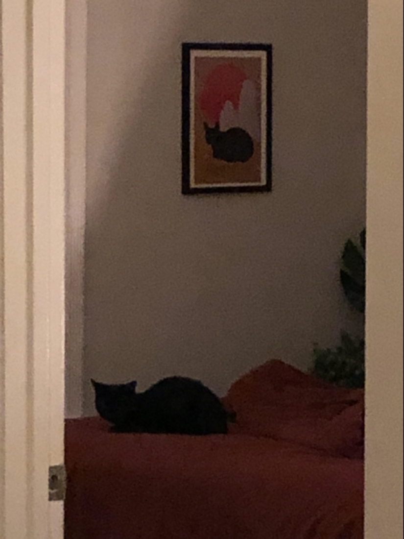 22 photos where you can't tell where life is and where art is