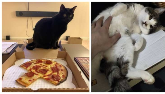 22 photos with cats and pizza. What could be more beautiful? 22 photos with cats and pizza. What could be more beautiful?