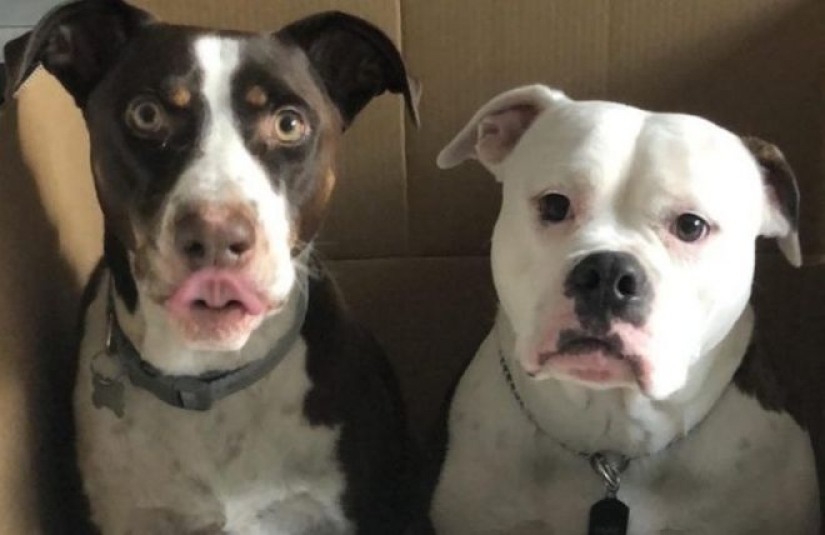 22 photos with deceptive angles that will blow your mind.