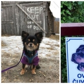 22 portions of kindness and sweetness that are hidden behind the "evil dog"signs