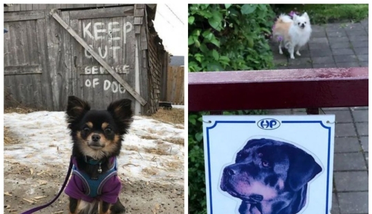 22 portions of kindness and sweetness that are hidden behind the "evil dog"signs