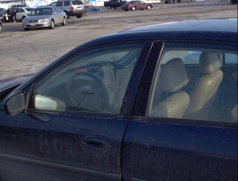 22 raros de Walmart en su Hábitat Natural