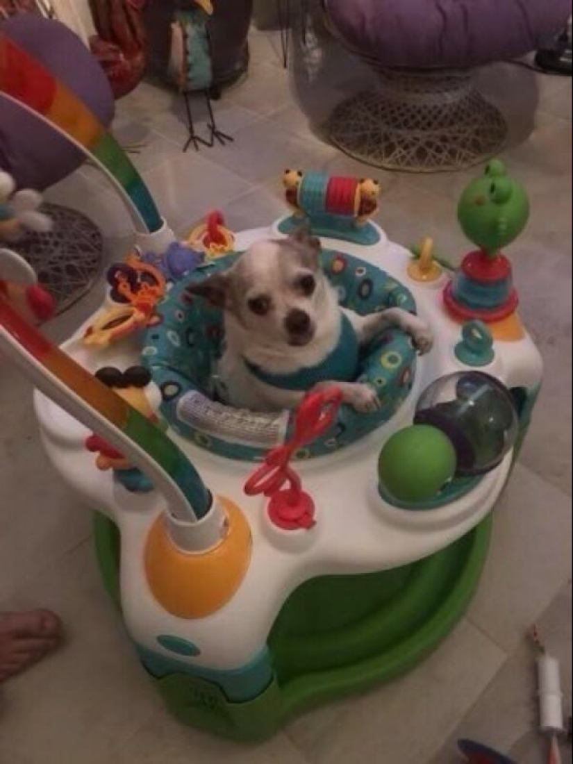 22 strange and funny photos with dogs