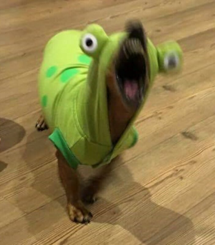 22 strange and funny photos with dogs
