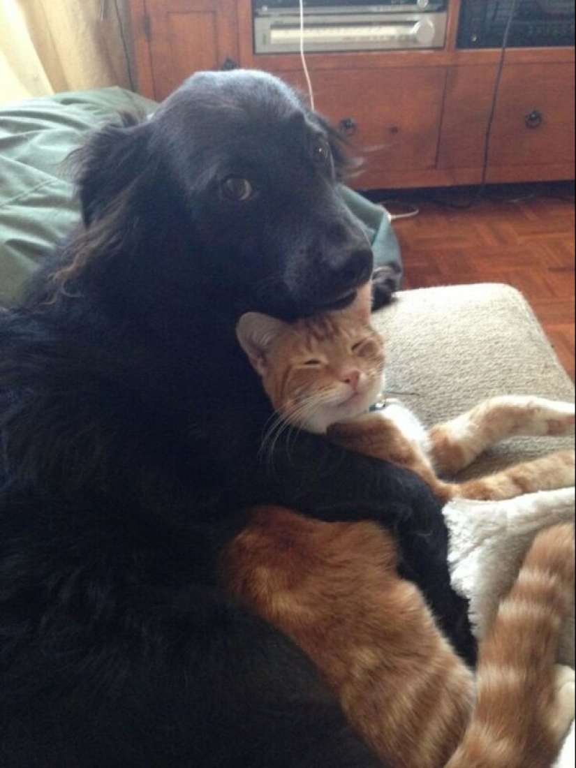 22 strange and funny photos with dogs