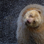 22 Striking Wildlife Photos That Will Leave You in Awe of Nature