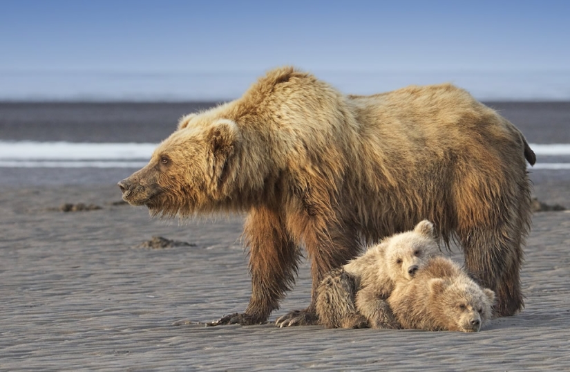 22 Striking Wildlife Photos That Will Leave You in Awe of Nature