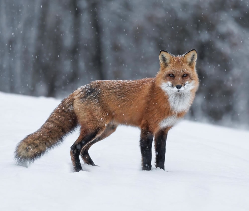 22 Striking Wildlife Photos That Will Leave You in Awe of Nature