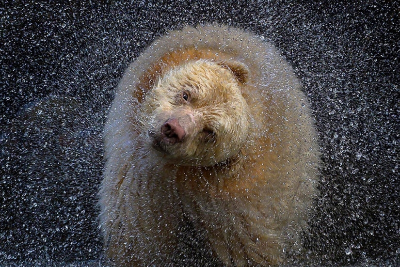 22 Striking Wildlife Photos That Will Leave You in Awe of Nature