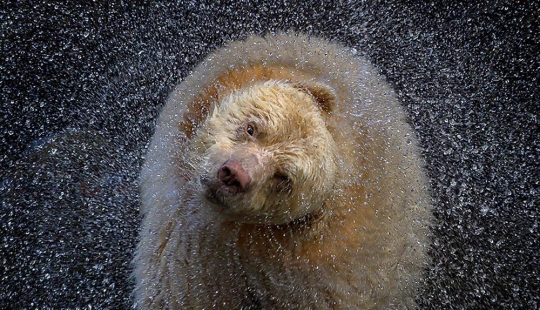 22 Striking Wildlife Photos That Will Leave You in Awe of Nature