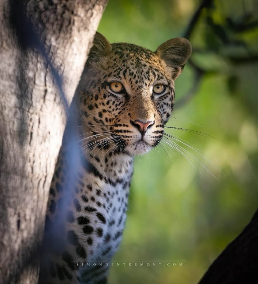 22 Striking Wildlife Photos That Will Leave You in Awe of Nature