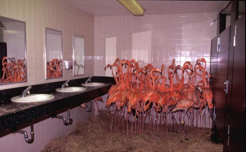 22 toilets where something strange happens 22 toilets where something strange happens