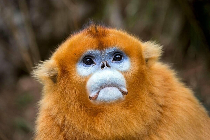 22 Unknown Animals That Will Surprise You With Their Unusualness 22 Unknown Animals That Will Surprise You With Their Unusualness