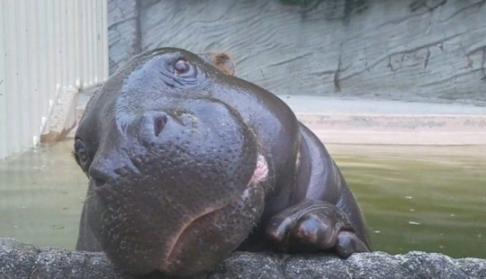 23 fotos, después de verlas, te enamorarás de los hipopótamos para siempre 23 fotos, después de verlas, te enamorarás de los hipopótamos para siempre