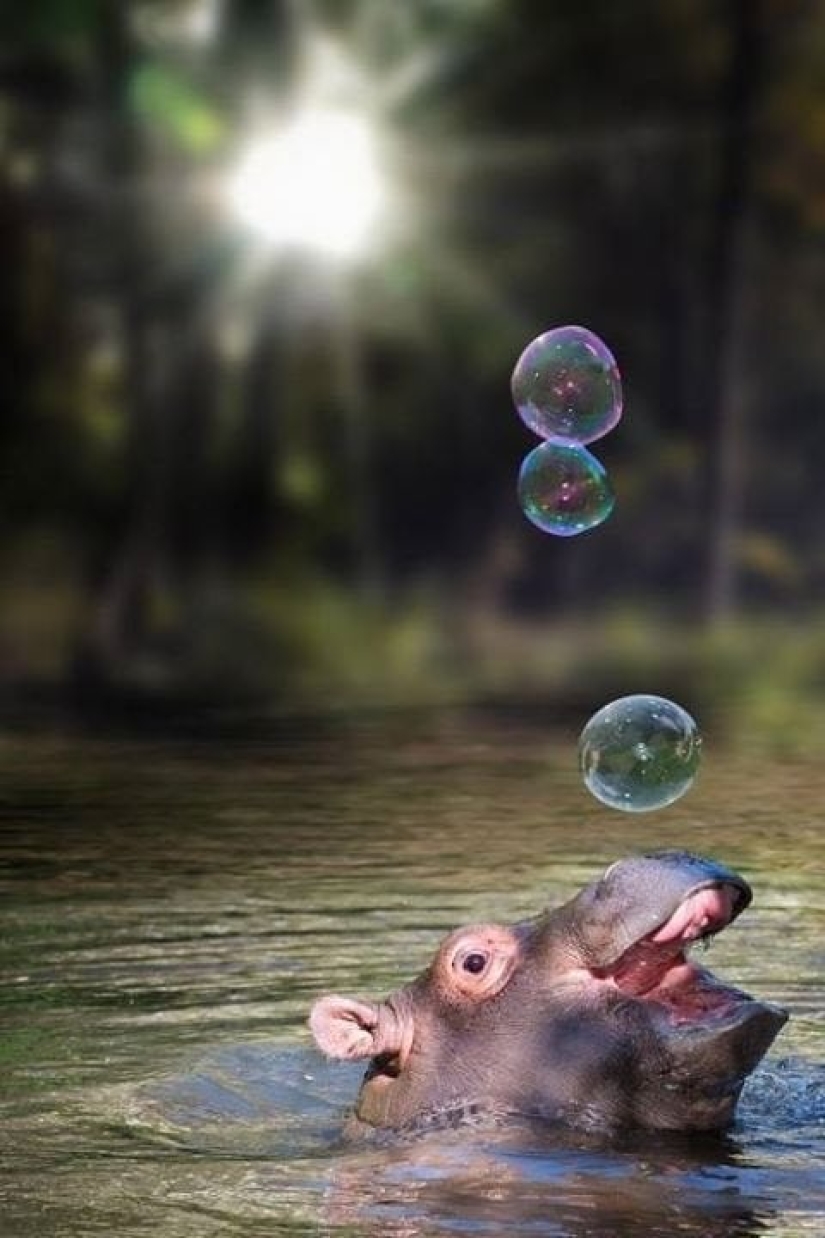 23 fotos, después de verlas, te enamorarás de los hipopótamos para siempre