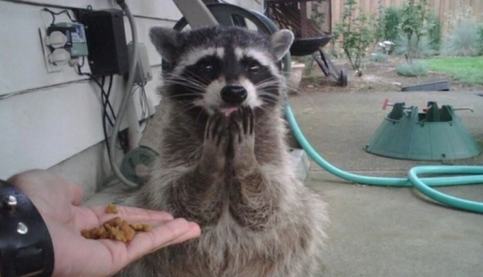 25 animal masters who will "breed" you for cookies