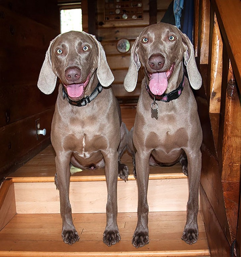 25 animal twins that will not leave you indifferent