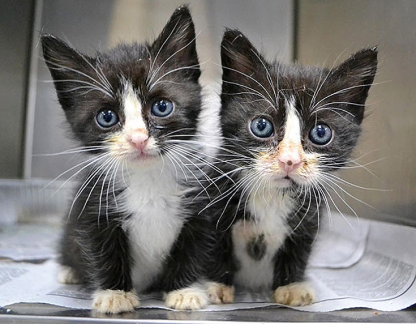 25 animal twins that will not leave you indifferent