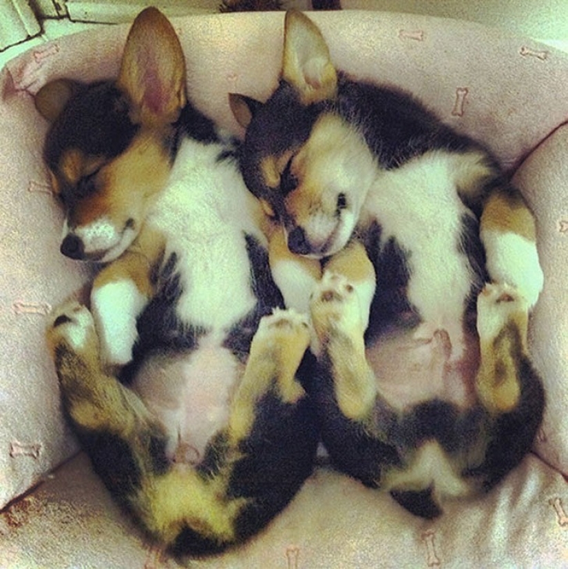 25 animal twins that will not leave you indifferent