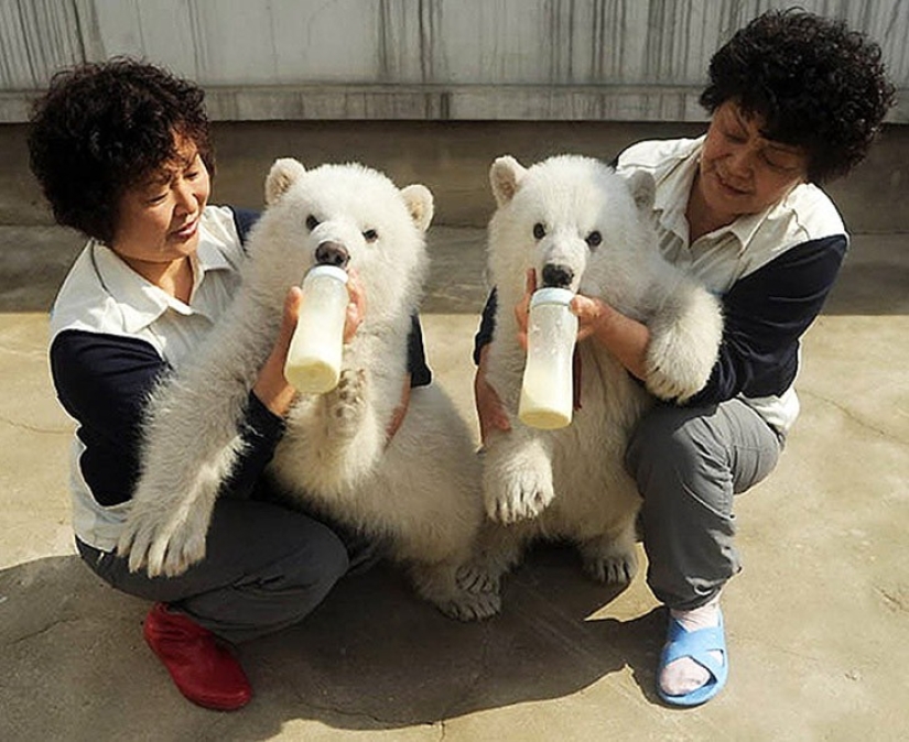 25 animal twins that will not leave you indifferent