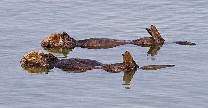 25 animal twins that will not leave you indifferent