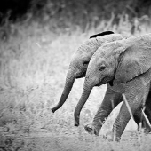 25 animales gemelos que no te dejará indiferente