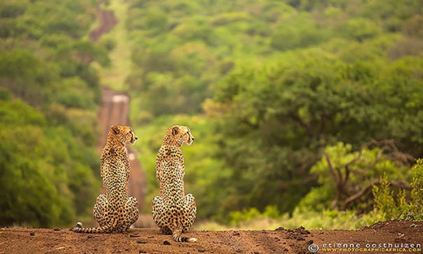 25 animales gemelos que no te dejará indiferente