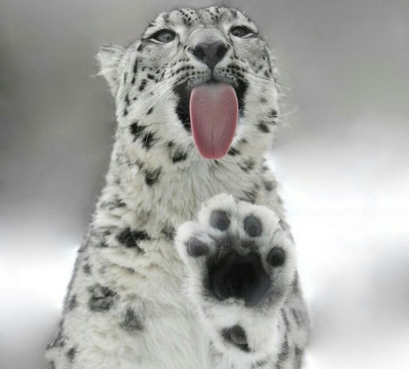 ¡25 animales que lamen ventanas y nos roban el corazón!