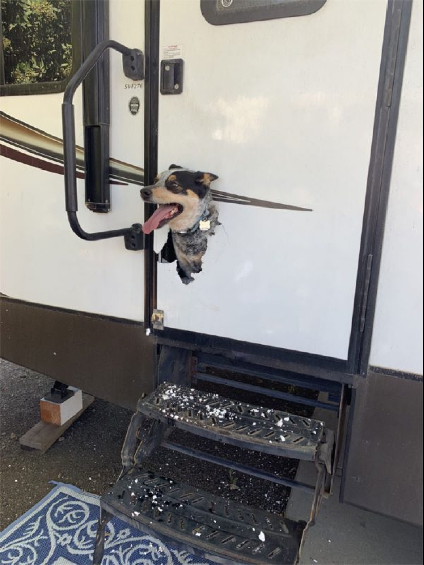 25 animales que parece que quieren apoderarse del mundo