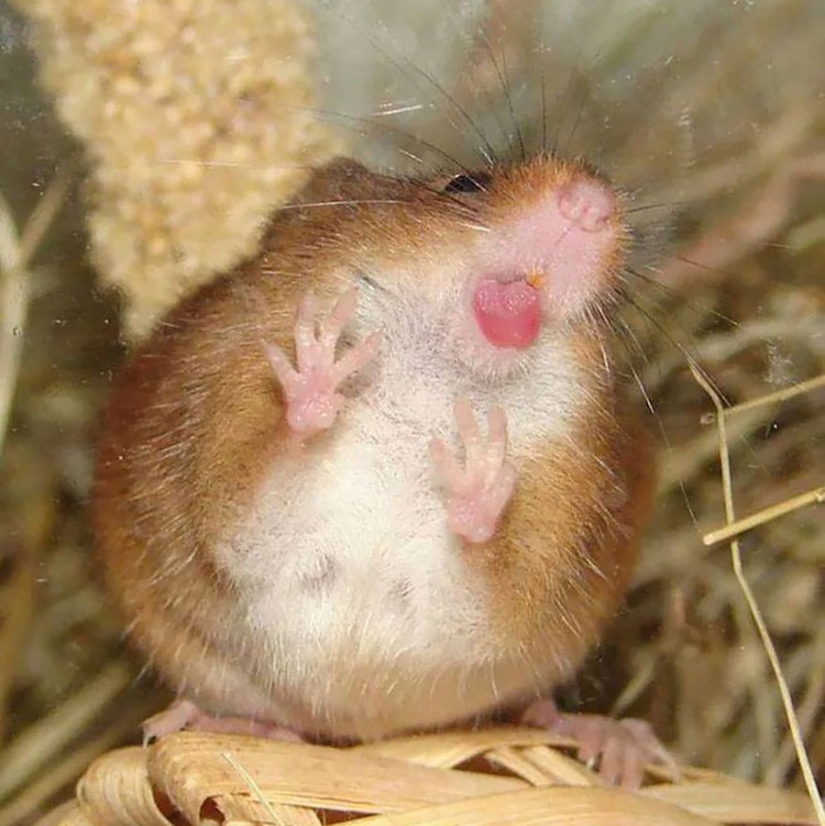 25 animals that lick windows - and steal our hearts! 25 animals that lick windows - and steal our hearts!