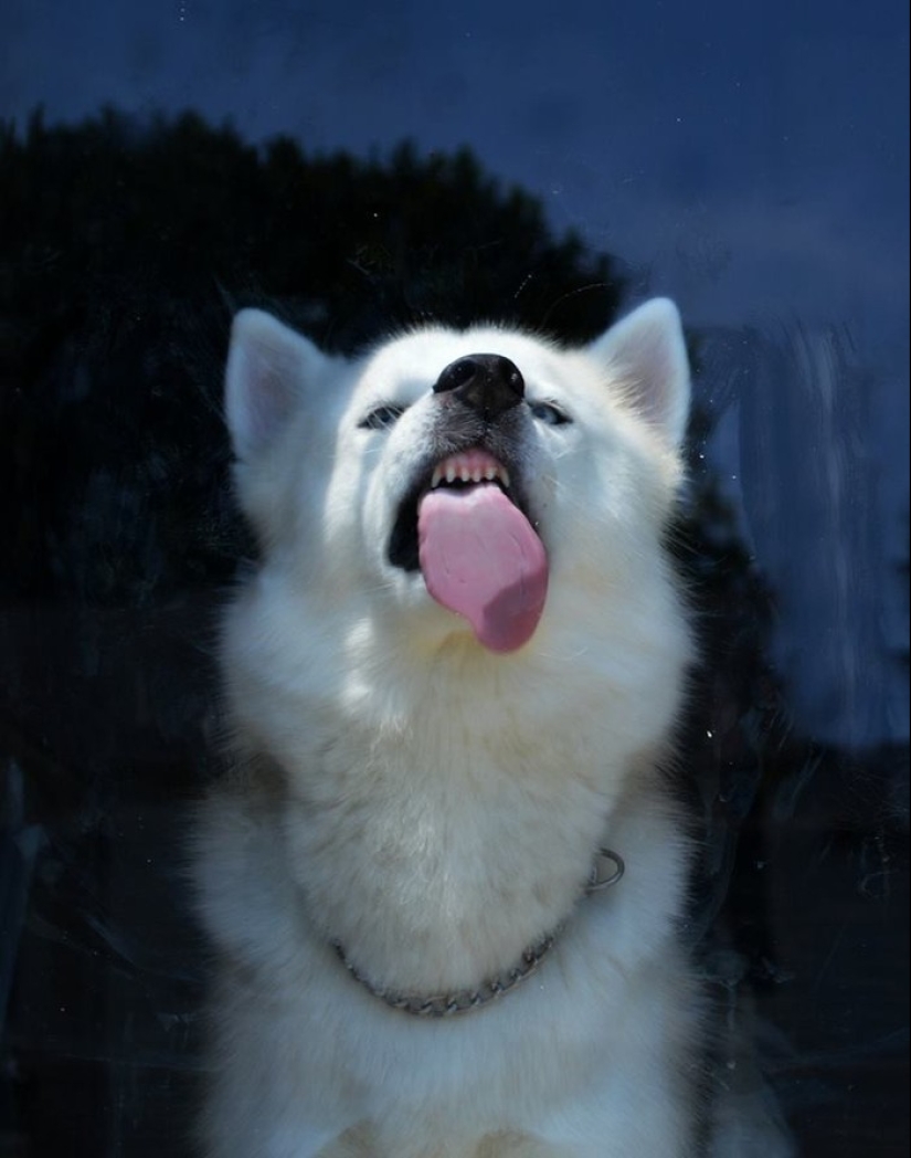 25 animals that lick windows - and steal our hearts! 25 animals that lick windows - and steal our hearts!