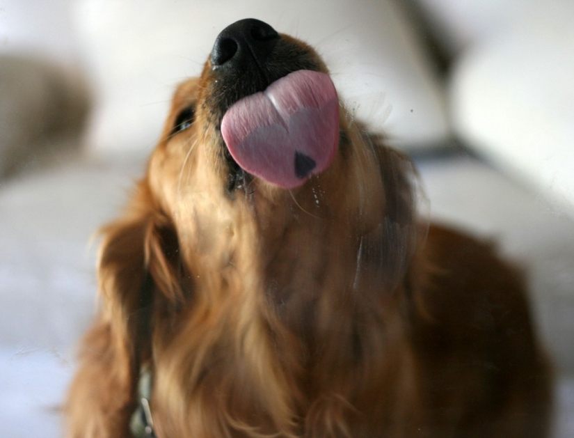 25 animals that lick windows - and steal our hearts! 25 animals that lick windows - and steal our hearts!