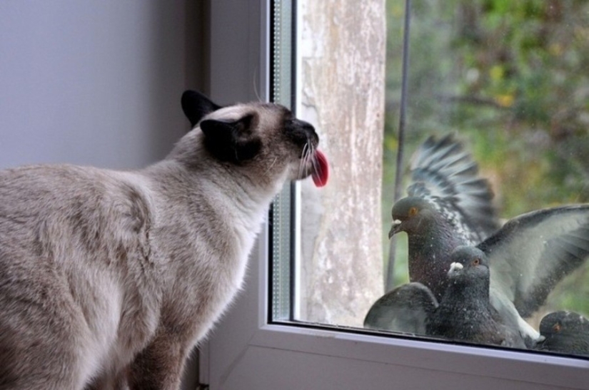 25 animals that lick windows - and steal our hearts! 25 animals that lick windows - and steal our hearts!