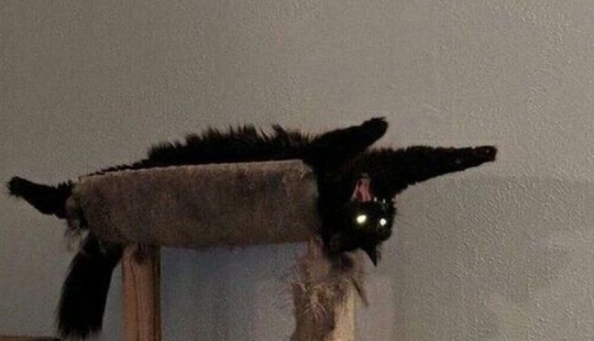 25 cats who got tired of being cute and went to the dark side 25 cats who got tired of being cute and went to the dark side