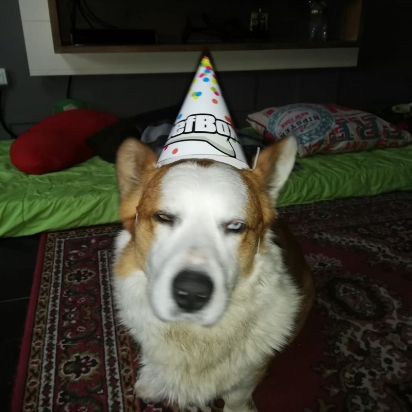 25 Corgi que está muy satisfecho con el comportamiento de sus anfitriones