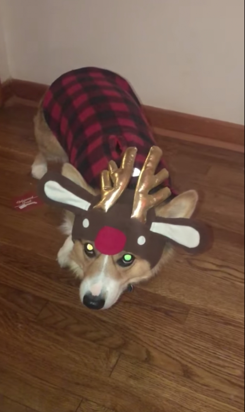 25 Corgi que está muy satisfecho con el comportamiento de sus anfitriones