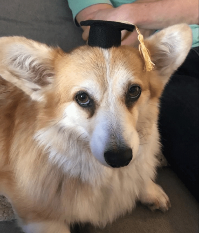 25 Corgi que está muy satisfecho con el comportamiento de sus anfitriones