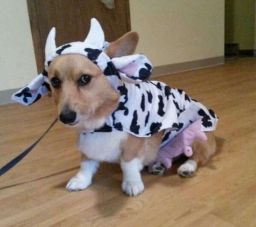 25 Corgi que está muy satisfecho con el comportamiento de sus anfitriones