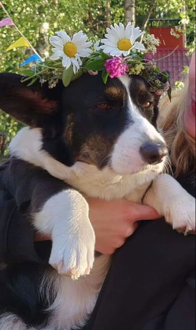 25 Corgi que está muy satisfecho con el comportamiento de sus anfitriones