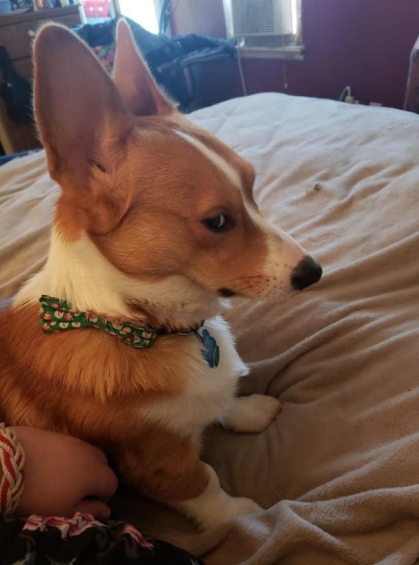 25 Corgi que está muy satisfecho con el comportamiento de sus anfitriones