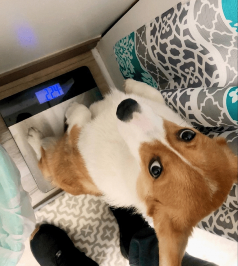 25 Corgi who is very dissatisfied with the behavior of their hosts