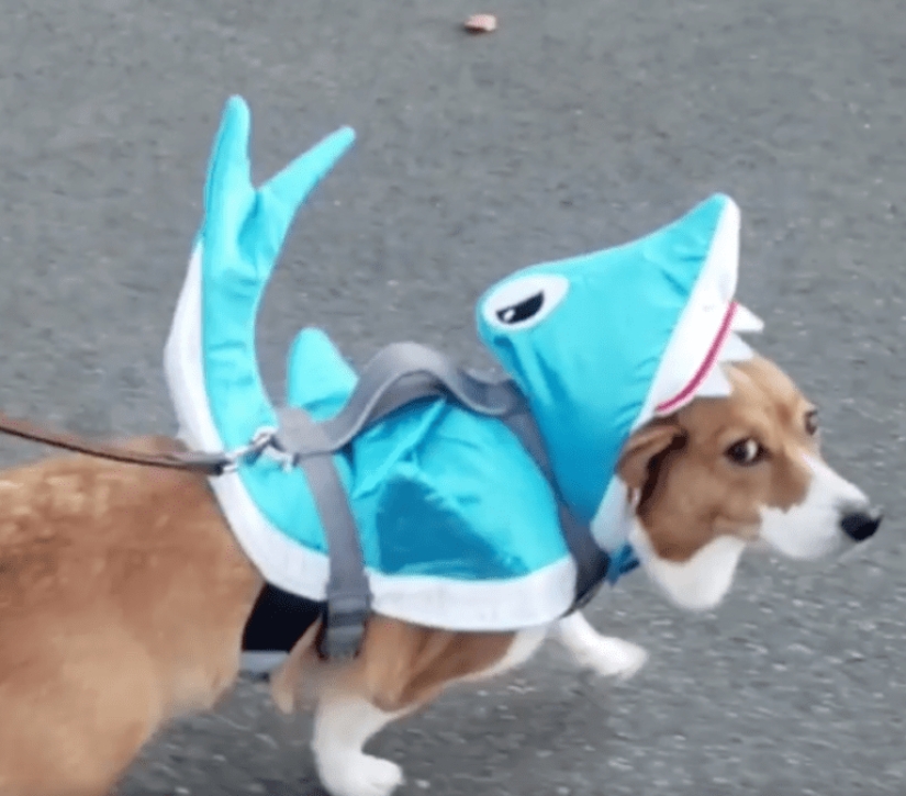 25 Corgi who is very dissatisfied with the behavior of their hosts