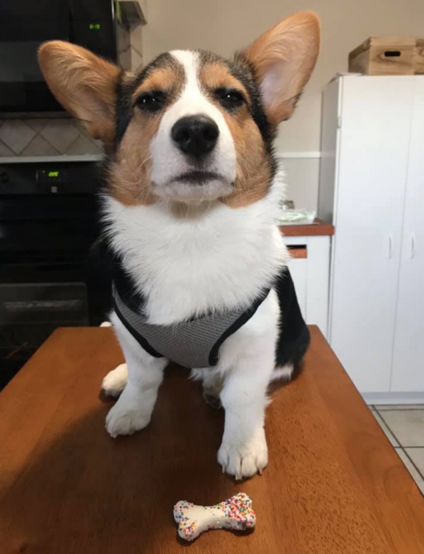 25 Corgi who is very dissatisfied with the behavior of their hosts