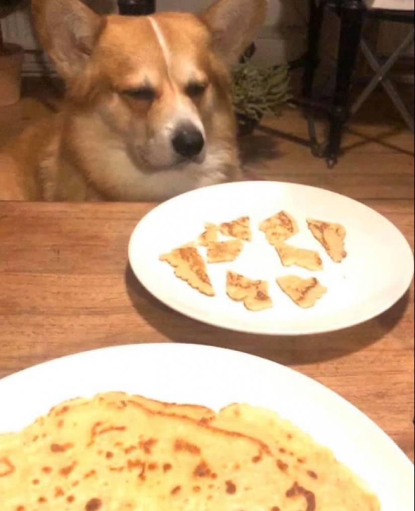 25 Corgi who is very dissatisfied with the behavior of their hosts