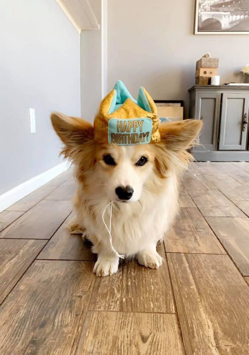 25 Corgi who is very dissatisfied with the behavior of their hosts