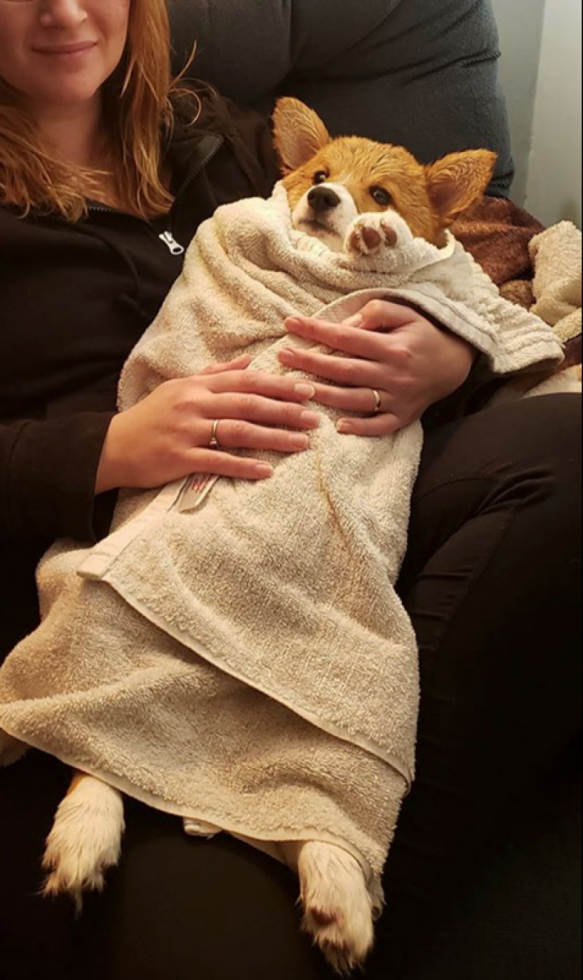 25 Corgi who is very dissatisfied with the behavior of their hosts