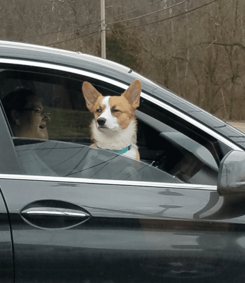 25 Corgi who is very dissatisfied with the behavior of their hosts