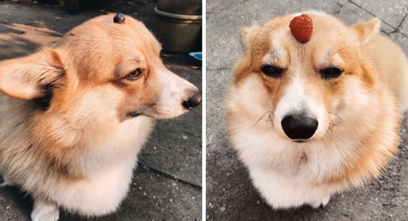 25 Corgi who is very dissatisfied with the behavior of their hosts