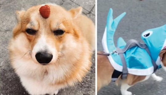 25 Corgi who is very dissatisfied with the behavior of their hosts